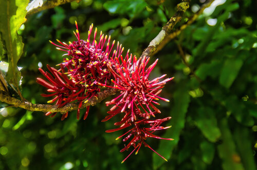 Kniphofia Excelsa NZ Rewarewa